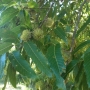 Sawtooth Oak Acorns on 16 Year Old Tree
